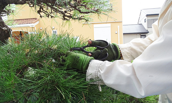 植木の剪定
